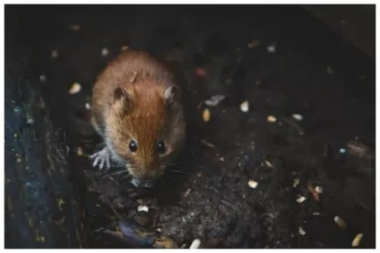 Como fazer dedetização caseira: 4 receitas