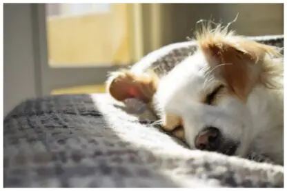 Casa com pet: 5 dicas essenciais