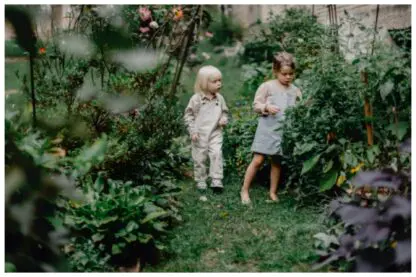 Plantas para jardim externo: 5 opções baratas